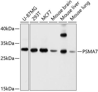 PSMA7 Polyclonal Antibody (E-AB-63772)