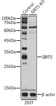 (KO Validated) SIRT5 Polyclonal Antibody (E-AB-92677)