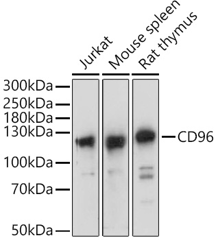 CD96 Polyclonal Antibody (E-AB-92287)