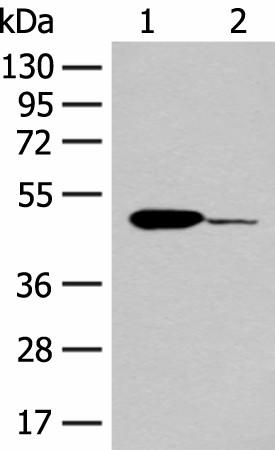 ACOD1 Polyclonal Antibody (E-AB-19833)