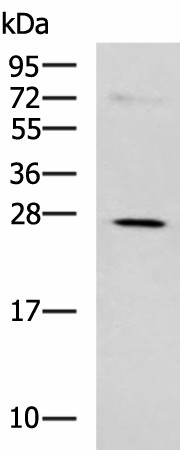 NQO2 Polyclonal Antibody (E-AB-53100)