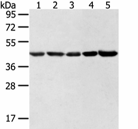 WDR77 Polyclonal Antibody (E-AB-52236)
