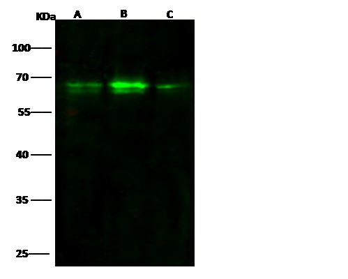 Recombinant ARID3B Monoclonal Antibody (AN300168P)