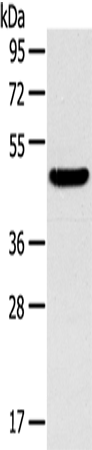 TM7SF2 Polyclonal Antibody (E-AB-13736)