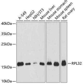RPL32 Polyclonal Antibody (E-AB-64410)