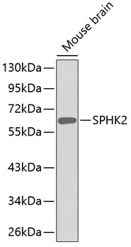 SPHK2 Polyclonal Antibody (E-AB-67567)