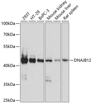 DNAJB12 Polyclonal Antibody (E-AB-65055)