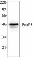Purified anti-human FOXP3 Antibody (320201)