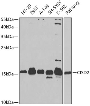 CISD2 Polyclonal Antibody (E-AB-62603)
