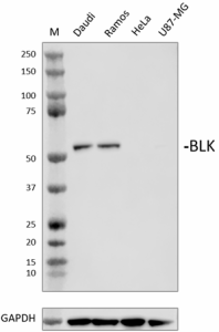 Purified anti-BLK Antibody (642351)