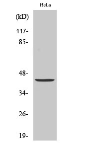 JUN Polyclonal Antibody (E-AB-30511)