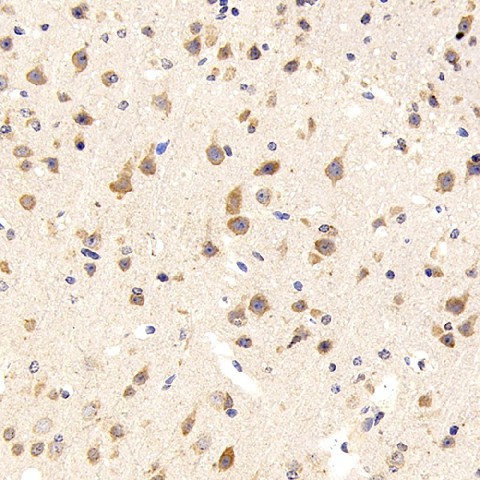GRIN1 Polyclonal Antibody (E-AB-70244)