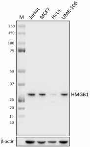 Purified anti-HMGB1 Antibody (641251)