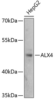 ALX4 Polyclonal Antibody (E-AB-67494)