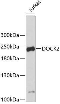 DOCK2 Polyclonal Antibody (E-AB-67583)