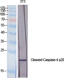 Cleaved-CASP4 p20 (Q81) Polyclonal Antibody (E-AB-30021)