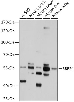 SRP54 Polyclonal Antibody (E-AB-92570)