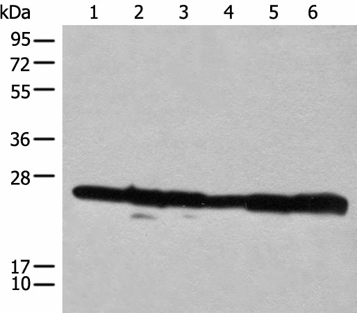 RPL14 Polyclonal Antibody (E-AB-19740)
