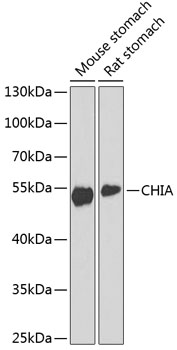 CHIA Polyclonal Antibody (E-AB-65437)