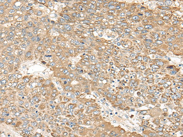 C1orf101 Polyclonal Antibody (E-AB-18562)
