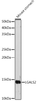LGALS2 Polyclonal Antibody (E-AB-92734)