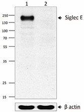 Purified anti-Siglec-E Antibody (677102)
