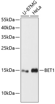 BET1 Polyclonal Antibody (E-AB-64438)