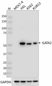 Purified anti-GATA2 Antibody (614001)
