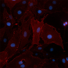 Ultra-LEAF™ Purified anti-mouse/rat CD62E (E-selectin) Antibody (148803)