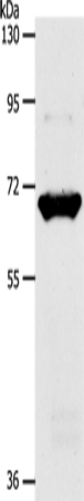 SLC33A1 Polyclonal Antibody (E-AB-16066)