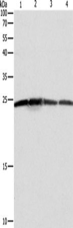 BAK1 Polyclonal Antibody (E-AB-13862)