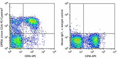 PE/Cyanine7 anti-human GPR56 Antibody (358205)