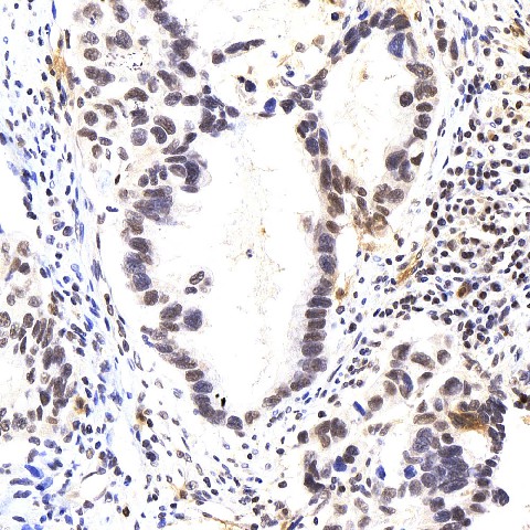 p27 Polyclonal Antibody (E-AB-70373)