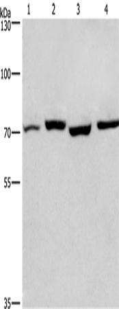 ARNTL Polyclonal Antibody (E-AB-11006)