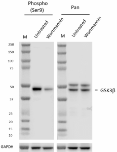 Purified anti-GSK3β Phospho (Ser9) Antibody (618551)