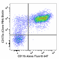 Biotin anti-mouse CD172a (SIRPα) Antibody (144026)