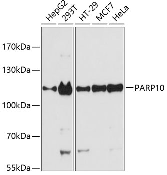 PARP10 Polyclonal Antibody (E-AB-64335)