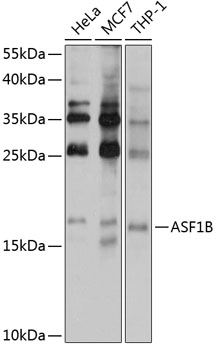 ASF1B Polyclonal Antibody (E-AB-92726)