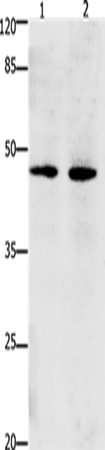 Dap3 Polyclonal Antibody (E-AB-15595)