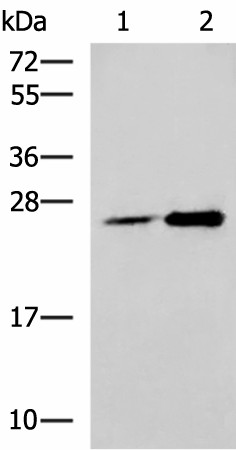 DGCR6L Polyclonal Antibody (E-AB-18946)