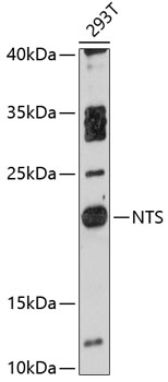 NTS Polyclonal Antibody (E-AB-90322)