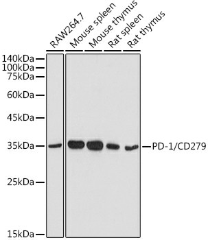 (KO Validated) PD-1/CD279 Polyclonal Antibody (E-AB-93382)