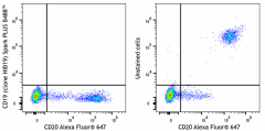 Spark PLUS B488™ anti-human CD19 Antibody (390413)