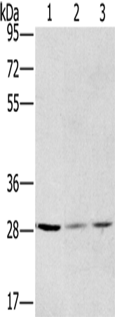 HSD17B12 Polyclonal Antibody (E-AB-11302)