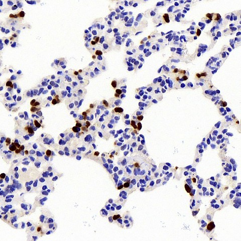IL10 Polyclonal Antibody (E-AB-70235)