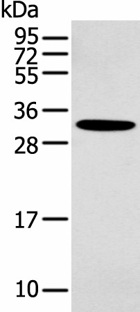 NANOS1 Polyclonal Antibody (E-AB-19439)