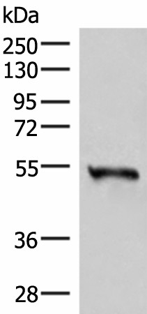 RETREG1 Polyclonal Antibody (E-AB-52883)