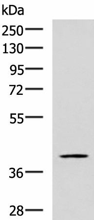 RAB3IL1 Polyclonal Antibody (E-AB-19013)