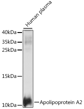 Apolipoprotein A2 Polyclonal Antibody (E-AB-90927)