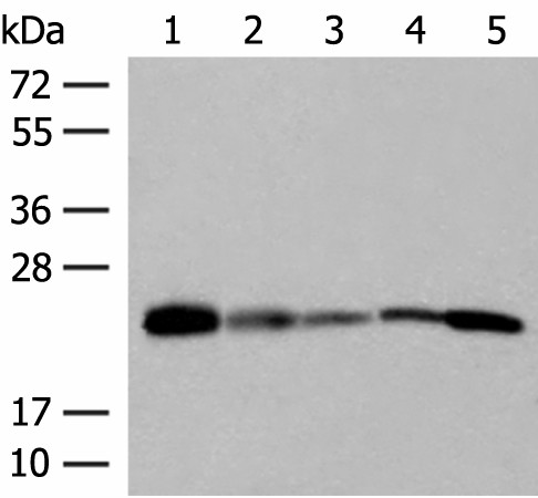 MT-CO2 Polyclonal Antibody (E-AB-53240)